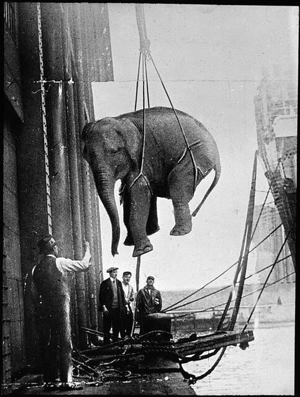 11. Bir sirk filinin taşınması 1930'lar
