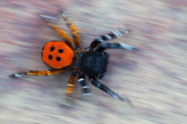 23. 'Uğurböceği Örümceği'  Carsten Braun