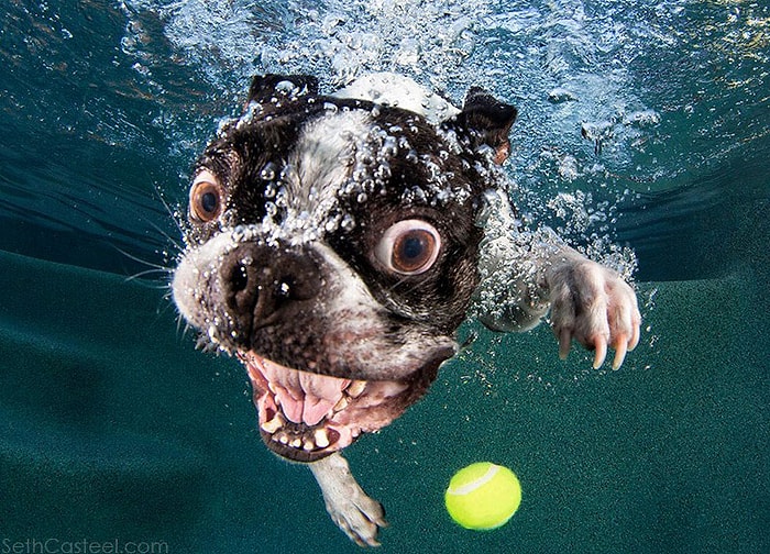 12 Sevimli Sualtı Fotoğrafı İle 'Suda Oynayan Köpekler'