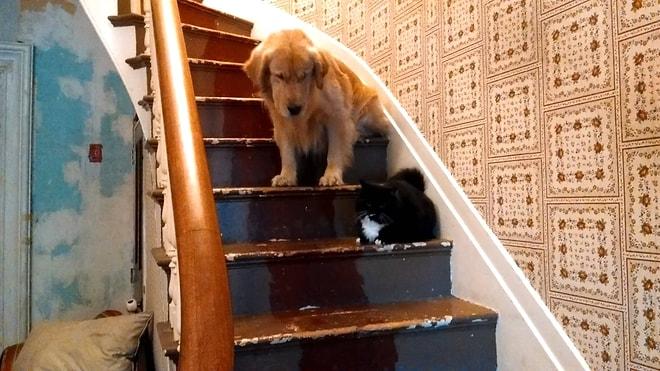 Kedinin Korkusundan Merdivenden İnemeyen Köpek