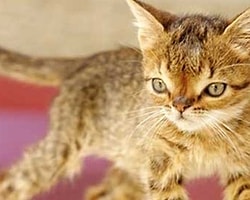 Down Sendromlu Kedi Otto'nun Kalbi Dayanamadı