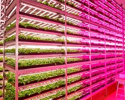LED Çiftlikte Günde 10 Bin Marul