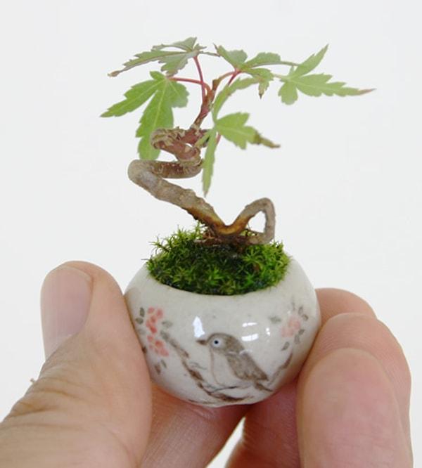 23. Bonsai (bonzai değil ha, küçük ağaç yetiştirme sanatı olan bonsai)