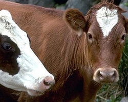 Kurban Bayramı Öncesi Tedirgin Eden Gelişme