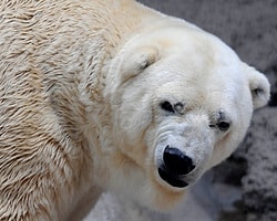 Arjantin'deki Kutup Ayısı Arturo, 40 Derece Sıcaklıkta Yaşam Mücadelesi Veriyor
