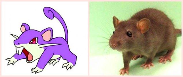 3. Rattata - Rat (DUUH!)