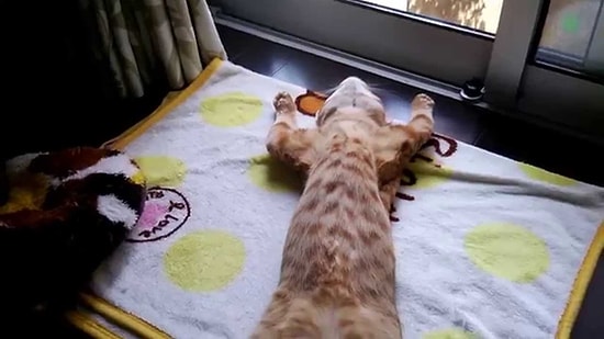 Camın Önünde Sırt Üstü Güneşlenen Kedi