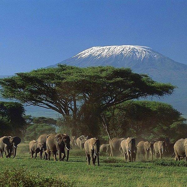 22. Yürüyen Filler, Kilimanjaro Dağı, Tanzanya