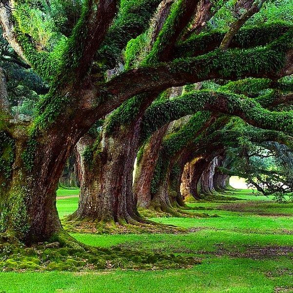 54. Eski Meşe Ağaçlı Yol, Roble, Louisiana, ABD