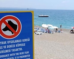 Konyaaltı'nda Dondan Sonra Köpek de Yasak