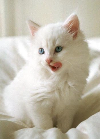 Ankara Kedisi (Angora)