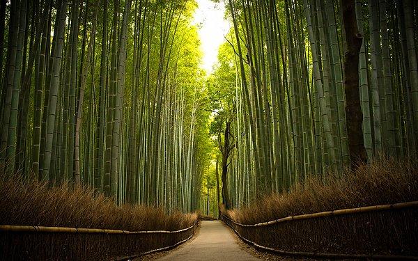 Dünyada en hızlı büyüyen bitki bambu, günde 90 cm büyür.