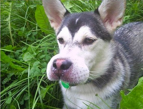 Arıların Yenecek Bir Şey Olmadığını Tecrübe Yoluyla Öğrenen 11 Köpek