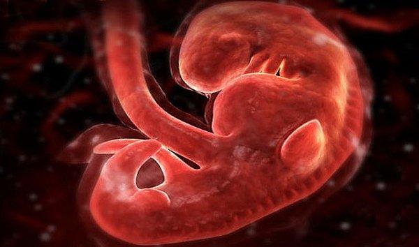 7. Kalbin ilk hücresi embriyo yaklaşık 4 haftalıkken atmaya başlar