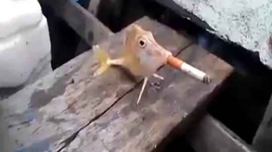 Sigara İçen Balık?!