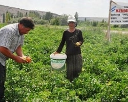 Bu Tarlada Herkes Kendi Sebzesini Kendi Topluyor