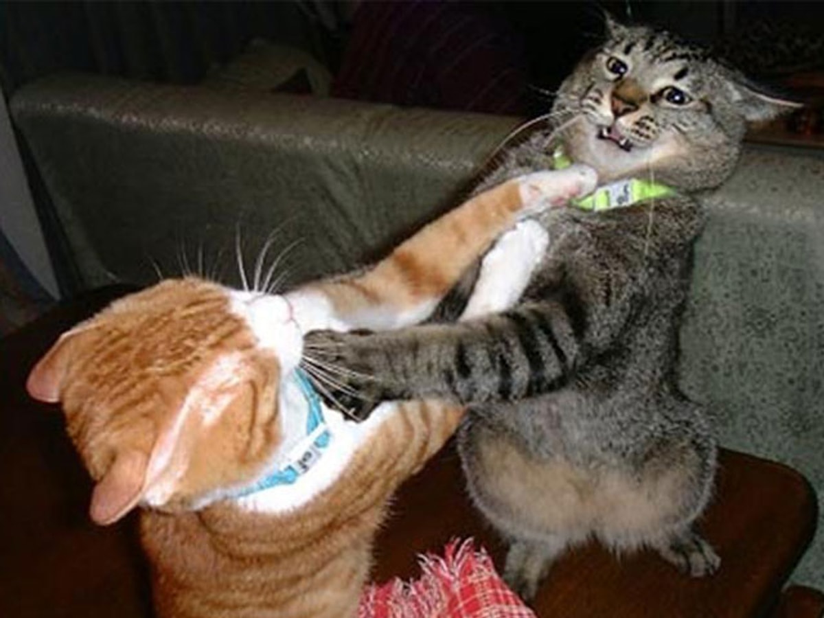Коты дерутся