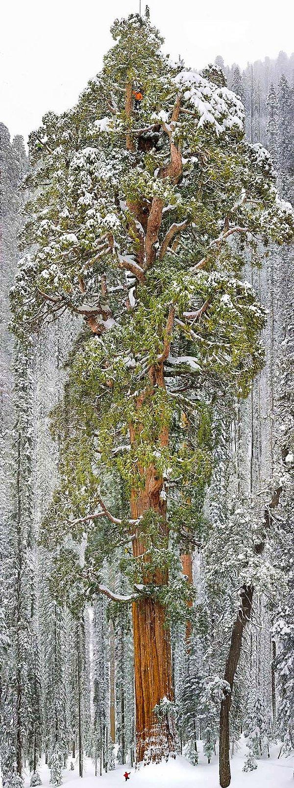 6. Dünyanın en büyük sekoya ağaçlarından biri Kaliforniya'da bulunuyor.