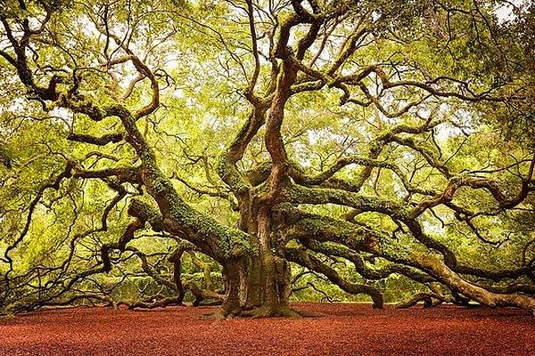17. Güney Karolina’da kök salmış harika melek meşesi ağacı