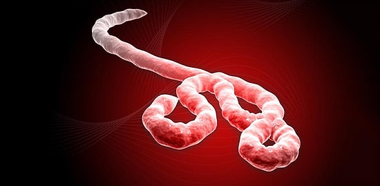 Ebola ile Mücadelede Yeni Umut