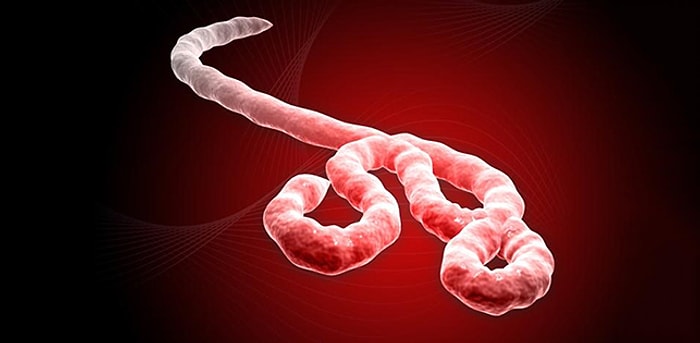 Ebola ile Mücadelede Yeni Umut