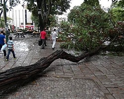 Beyazıt Meydanı'nda Ağaç Devrildi: 2 Ağır Yaralı