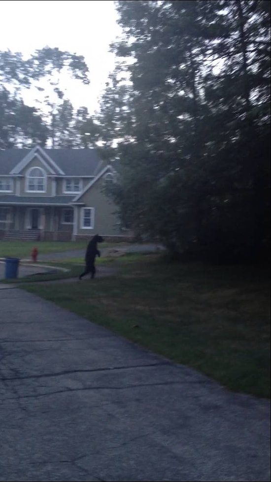 Sürekli İki Ayağı Üstünde Yürüyen Ayı, Sizce de Fazla Ürkütücü Değil mi?