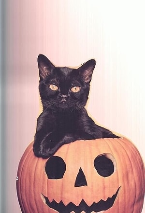 BlackCat+ Yazar Profil Resmi