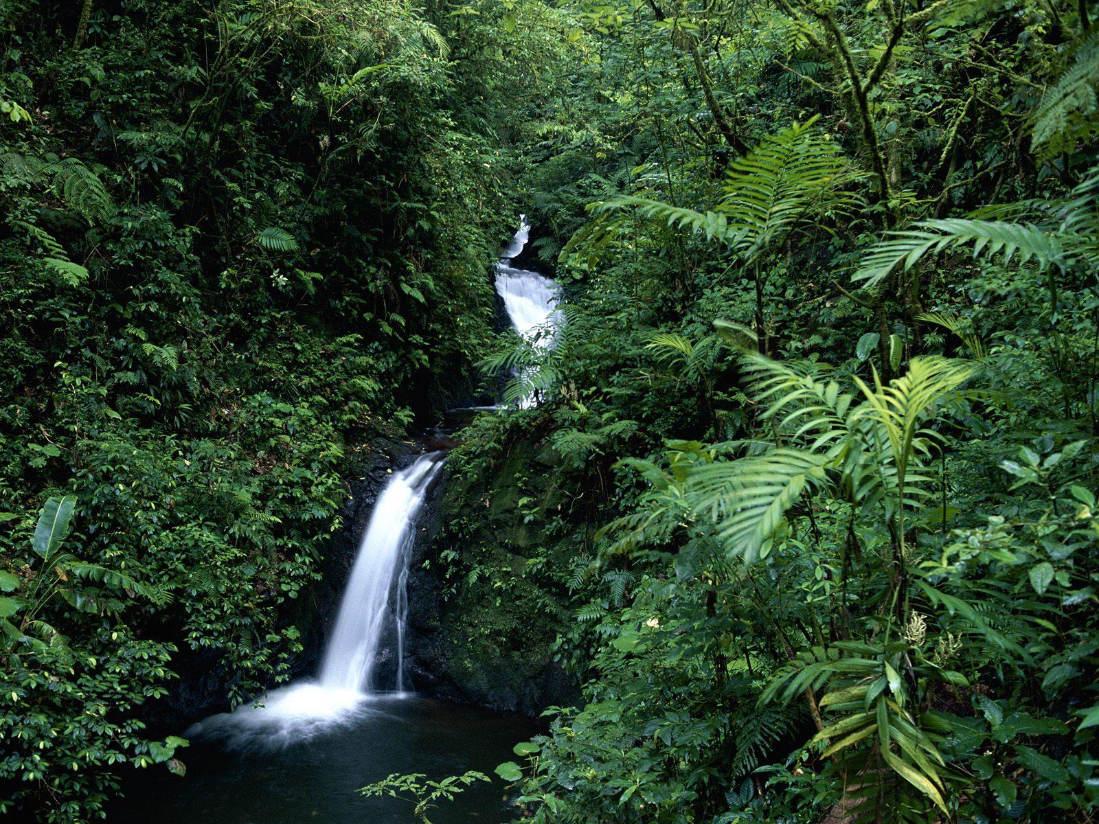 Monteverde Rainforest, Costa Rica без смс