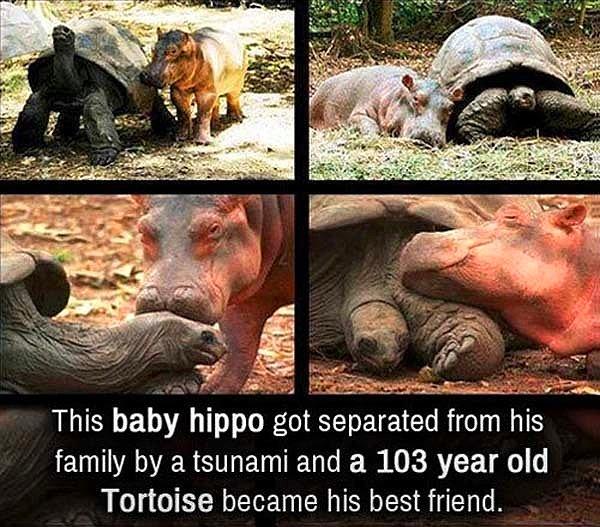 4. Kaplumbağanın kollarında ailesini bulan bebek hipopotam.