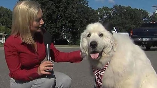 Köpek Duke Belediye Başkanı Seçildi