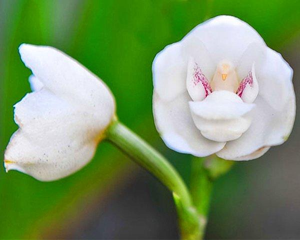 11. Hayalet orkide