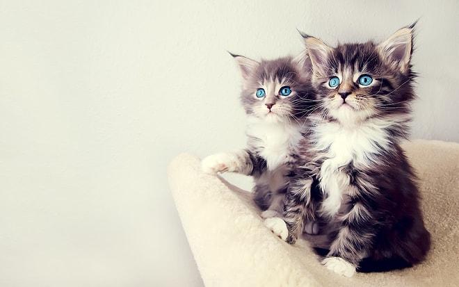 15 Adımda İki Kediyi Birbirine Alıştırmak