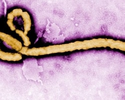 Ebola Salgını ve Denek Olarak Kullanılan Halklar