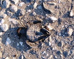 Demre’de Caretta Caretta Kıyımı