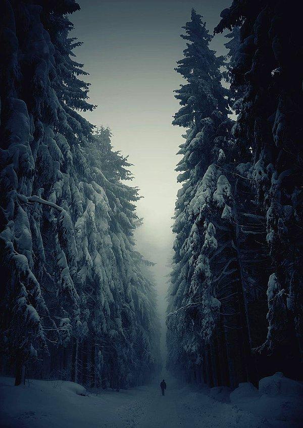 5. Kış aylarında orman yolu, Çek Cumhuriyeti
