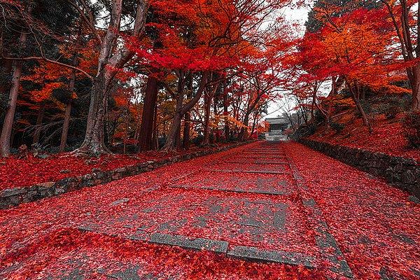 23. Kyoto, Japonya'dan sonbahar manzarası