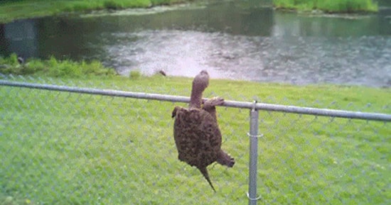 GIF'lere Photoshop Yapılırsa, Çok Daha Eğlenceli Olacağının 16 İspatı