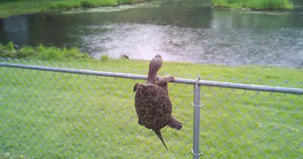 GIF'lere Photoshop Yapılırsa, Çok Daha Eğlenceli Olacağının 16 İspatı