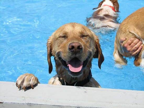 Aşırı Sevimli 11 Fotoğrafla Köpeklerin Havuz Partisi