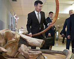 Putin, 28 Bin Yaşındaki Mamut’un Klonlanmasını İstedi