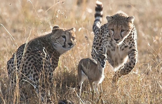Korkunun Pençesinde Heba Olan Bir Ömür: Besin Zincirinin En Altındaki Hayvanların Yaşadığı 13 Sıkıntı