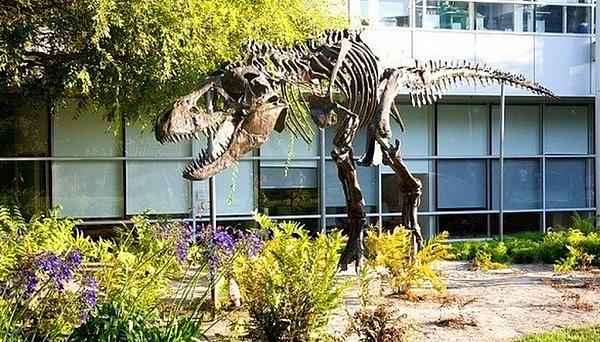2. Google'ın Amerika'daki merkezinin önünde bir dinazor heykeli var. Bu T-rex heykelinin adı "Stan". Binalarının yakınında bir dinazor fosili bulununca, onlar da bu heykeli dikmişler.