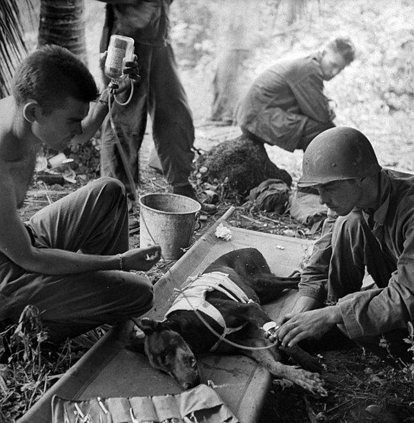 22. Askerler yaralı köpeği tedavi etmeye uğraşıyor. (II. Dünya Savaşı, 1944).