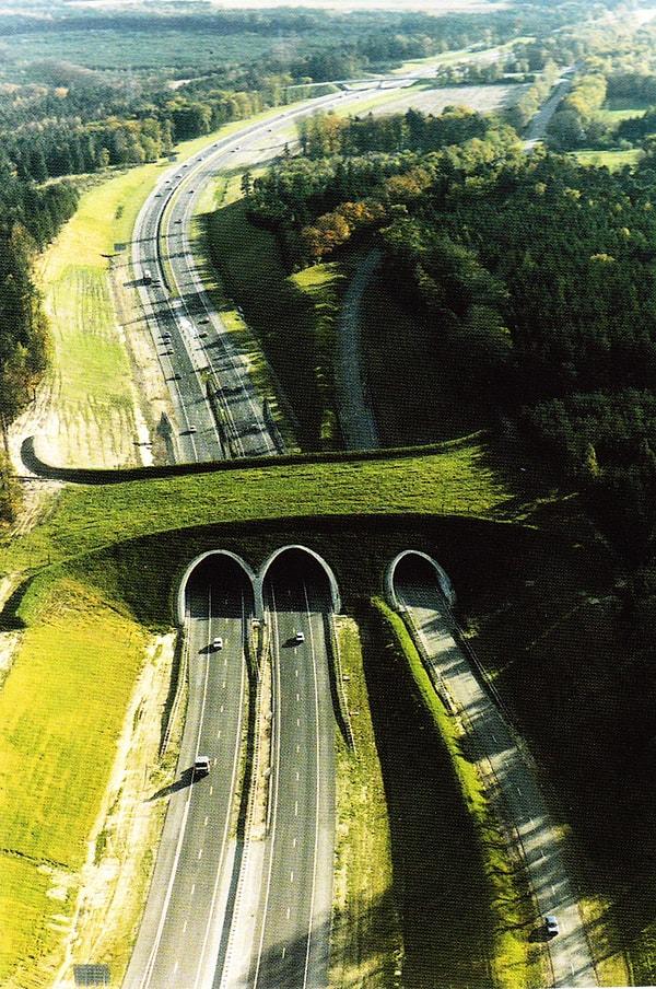 26. Hayvanlar İçin Otoban Köprüsü, Hollanda