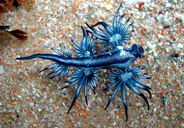 9 Maddede Ben Bunu Evde Beslerim Ki Diyeceginiz Deniz Canlisi Glaucus Atlanticus Onedio Com