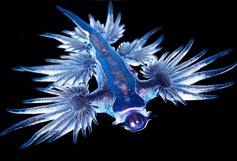 9 Maddede Ben Bunu Evde Beslerim Ki Diyeceginiz Deniz Canlisi Glaucus Atlanticus Onedio Com