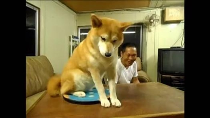 Evcilleşme Konusunda Sahibine Sorun Çıkaran Köpek