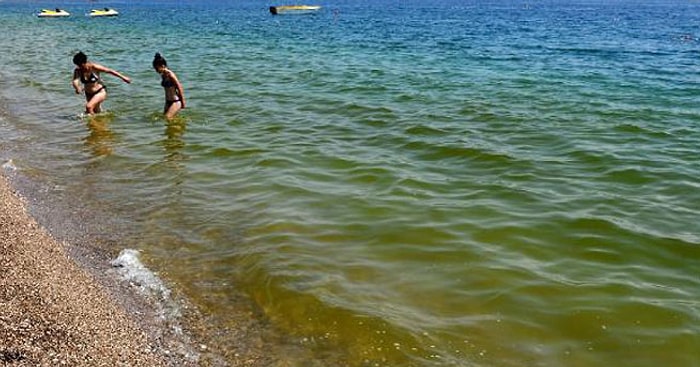 Antalya'da Deniz Yeşile Döndü Balıklar Öldü