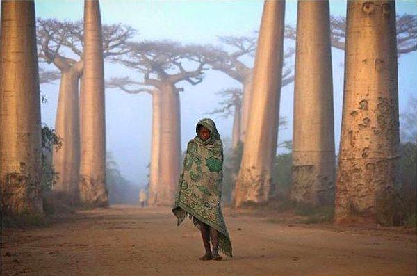 20. Baobab ağaçları arasında yürüyen Madagaskarlı kız